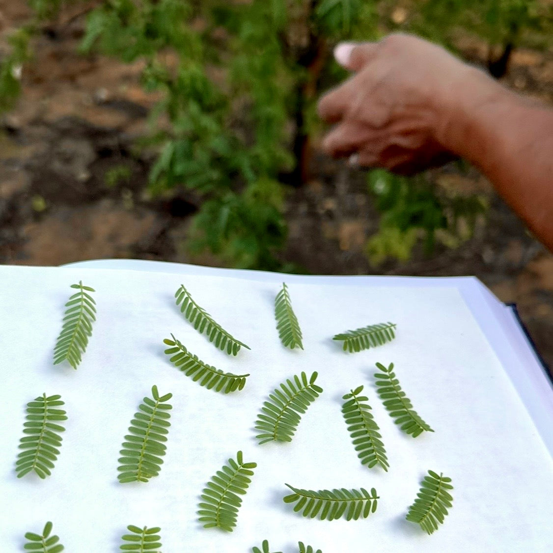 Golden Kiawe Hexagon