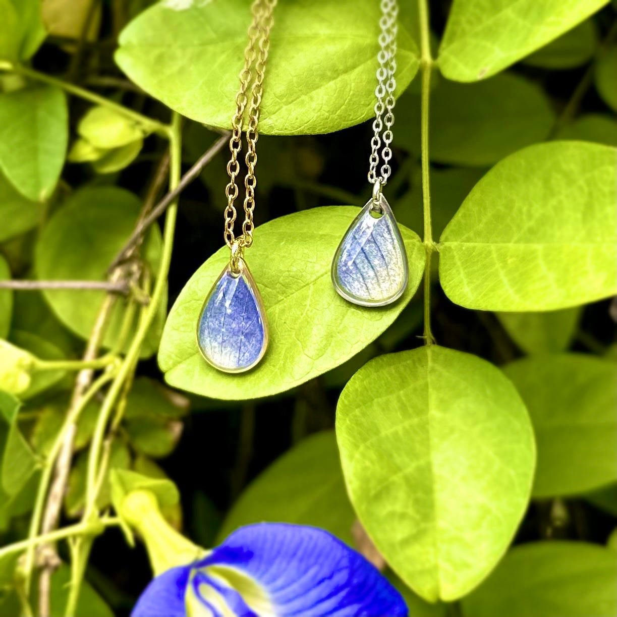 Butterfly Pea Drop